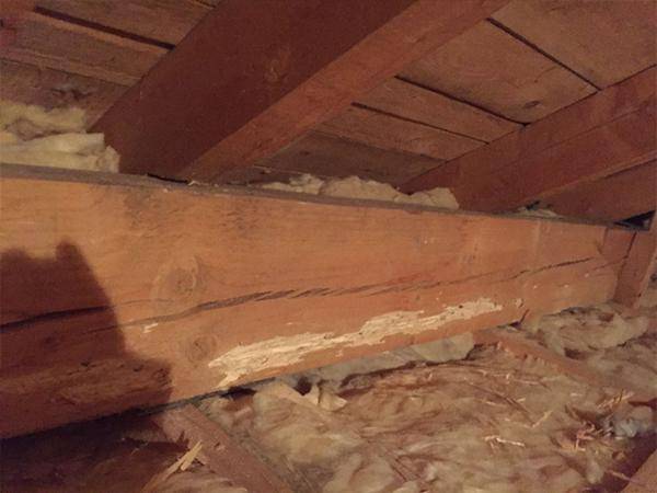 Befall von Holzschädlingen