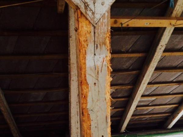 Befall von Holzschädlingen