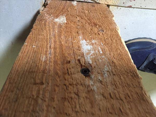 Befall von Holzschädlingen