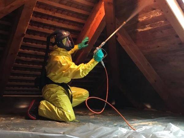 Sprübehandlung gegen die Hausbocklarve