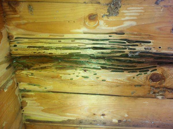 Befall von Holzschädlingen