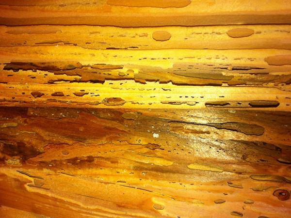 Befall von Holzschädlingen