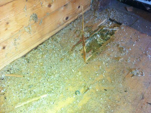 Befall von Holzschädlingen