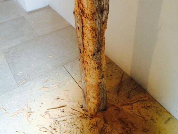 Befall von Holzschädlingen