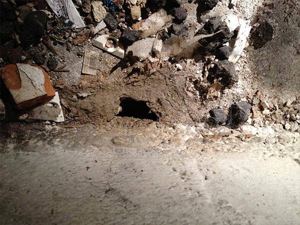 Schädlingsbekämpfung