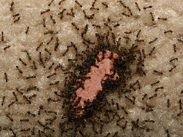 Ameisenbefall