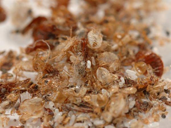 Bettwanzenbekämpfung, Fight bed bugs