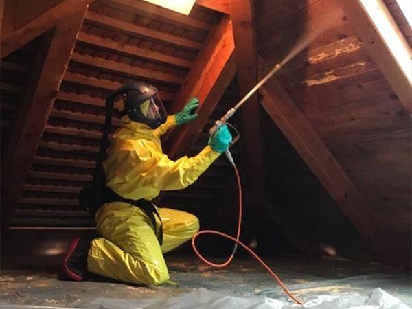 Sprübehandlung gegen die Hausbocklarve