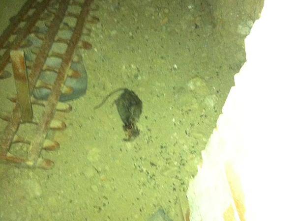 Schädlingsbekämpfung