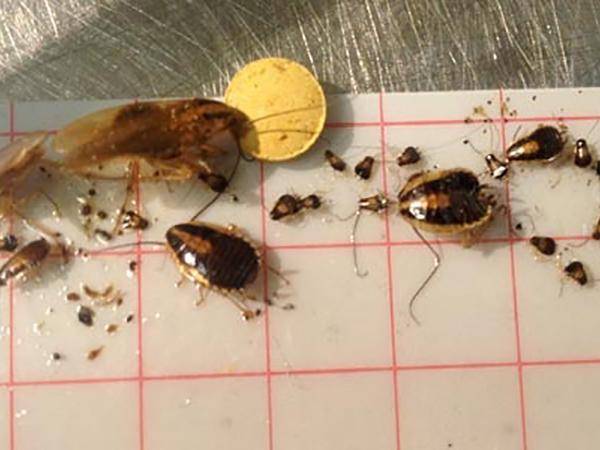 Schaben Monitor, Klebefläche mit Lockstoff