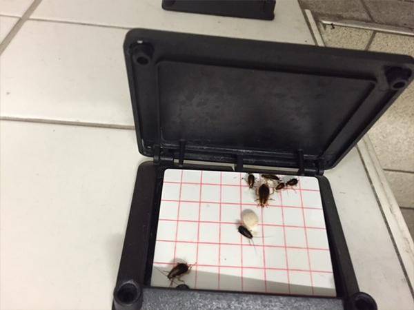 Schädlingsmonitoring