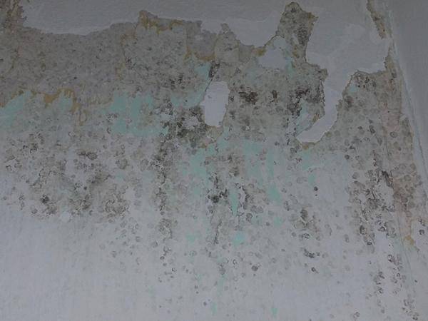 Übermalter Schimmelschaden