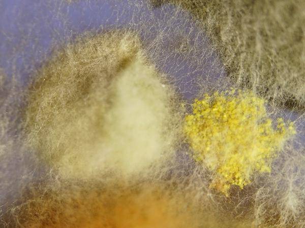 Schimmelpilzkolonien auf Nährmedium