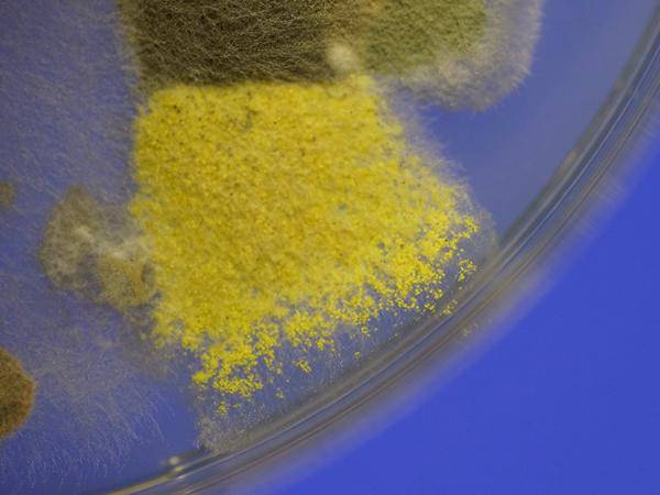 Schimmelpilzkolonien auf Nährmedium