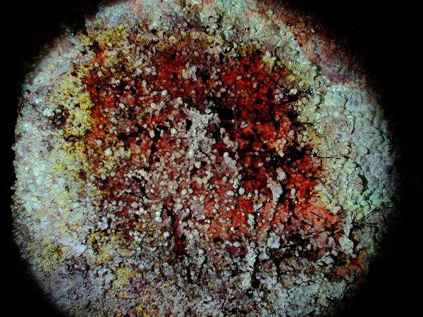 Schimmelpilzkolonien unter einer Forensiklampe