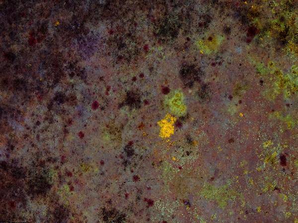 Unpigmentierte Schimmelpilzkolonien können mithilfe von Forensiklampen sichtbar gemacht werden