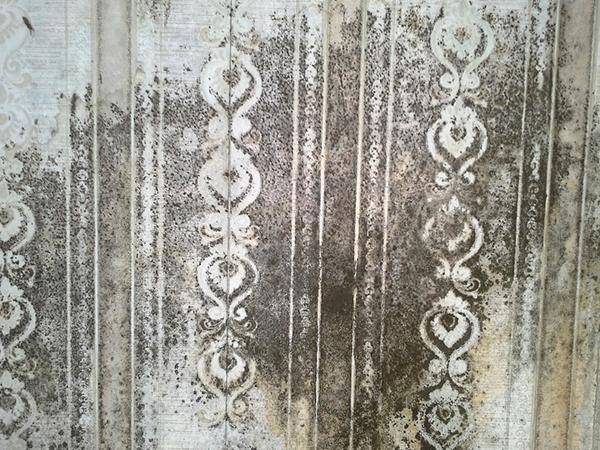 Starker Schimmelbewuchs auf Tapeten