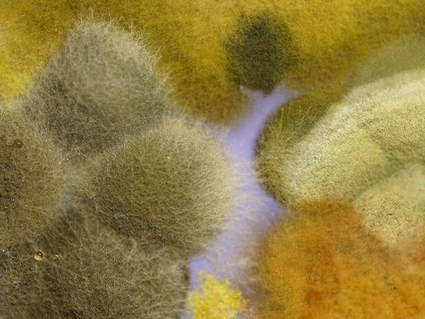 Schimmelpilzkolonien auf Nährmedium