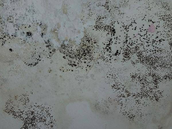 Starker Schimmelpilzbewuchs durch aufsteigende Feuchtigkeit