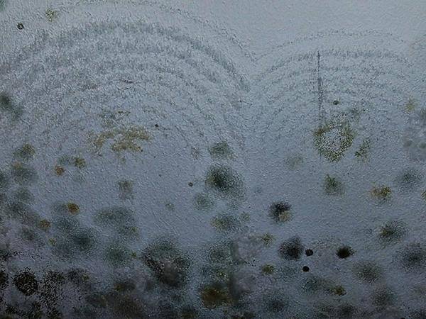 Starker Schimmelbewuchs ausgelöst durch einen Wasserschaden