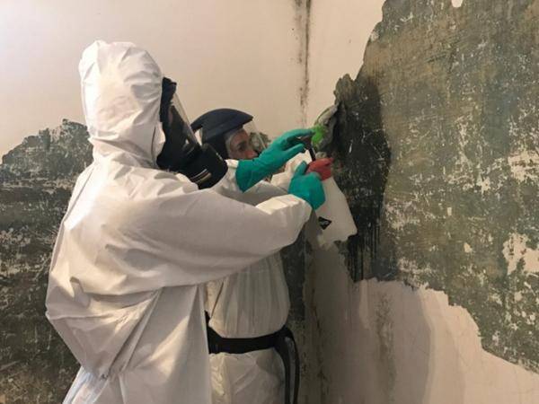 Schimmelsanierung, mechanische Entfernung der Biomasse