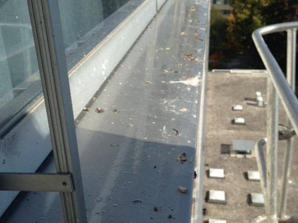 Taubenkotreinigung, Taubenkotentfernung