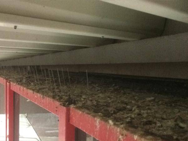 Sonderreinigung Taubenkot