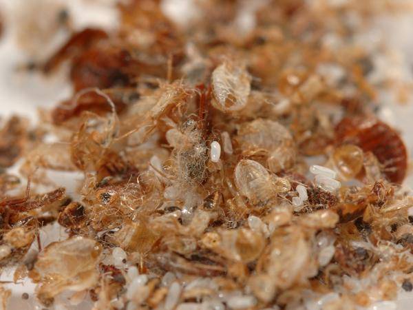 Vermehrtes Auftreten von Bettwanzen Vermehrtes Auftreten von Bettwanzen