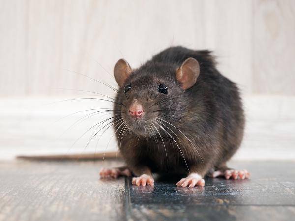 Hanta-Virus breitet sich aus Hanta-Virus breitet sich aus